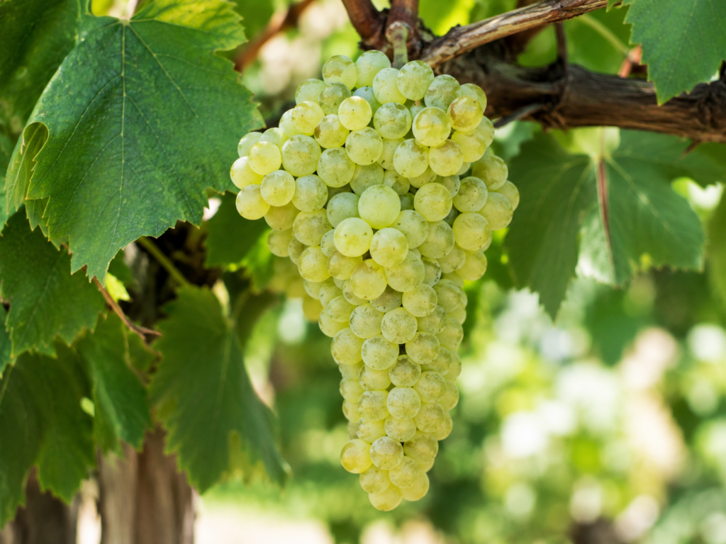 Grašac beli više nije kralj srpskih vinograda Grozd sorte Grašac beli na čokotu u vinogradu. Grašac beli je decenijama bio najzastupljenija sorta vinove loze u Srbiji.